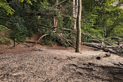 Gdynia: Forest, Cliff, and Beach Guided Walking Tour