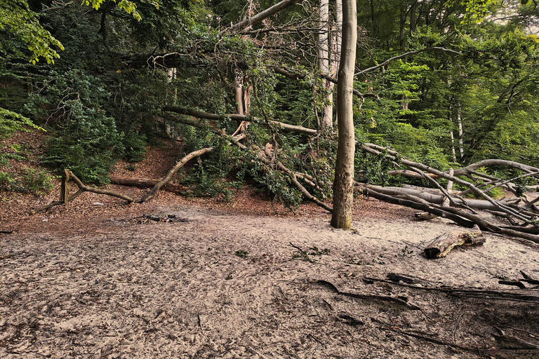 Gdynia: Forest, Cliff, and Beach Guided Walking Tour
