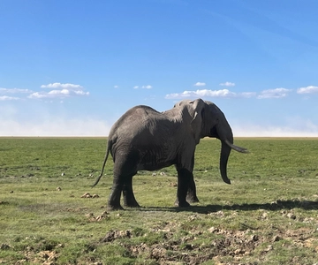 Kenya: 5-Day Maasai Mara & Lake Nakuru Camping Safari