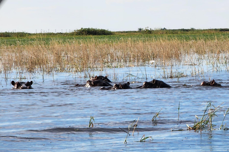 Chobe National Park Day Trip from Victoria Falls with Lunch