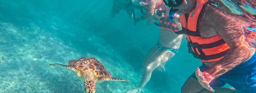 Akumal : Plongée avec les tortues de mer et entrée au parc