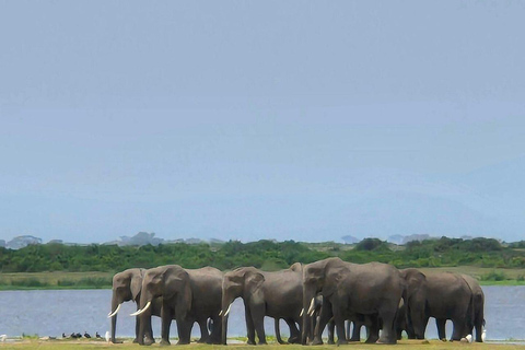 Nairobi: 4 Days epic trip to Amboseli, Tsavo West & East