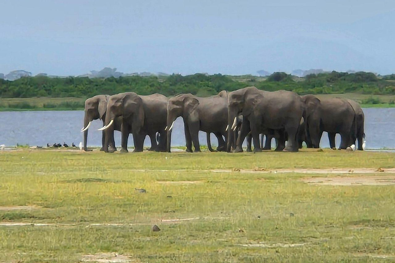 Nairobi: 4 Days epic trip to Amboseli, Tsavo West & East