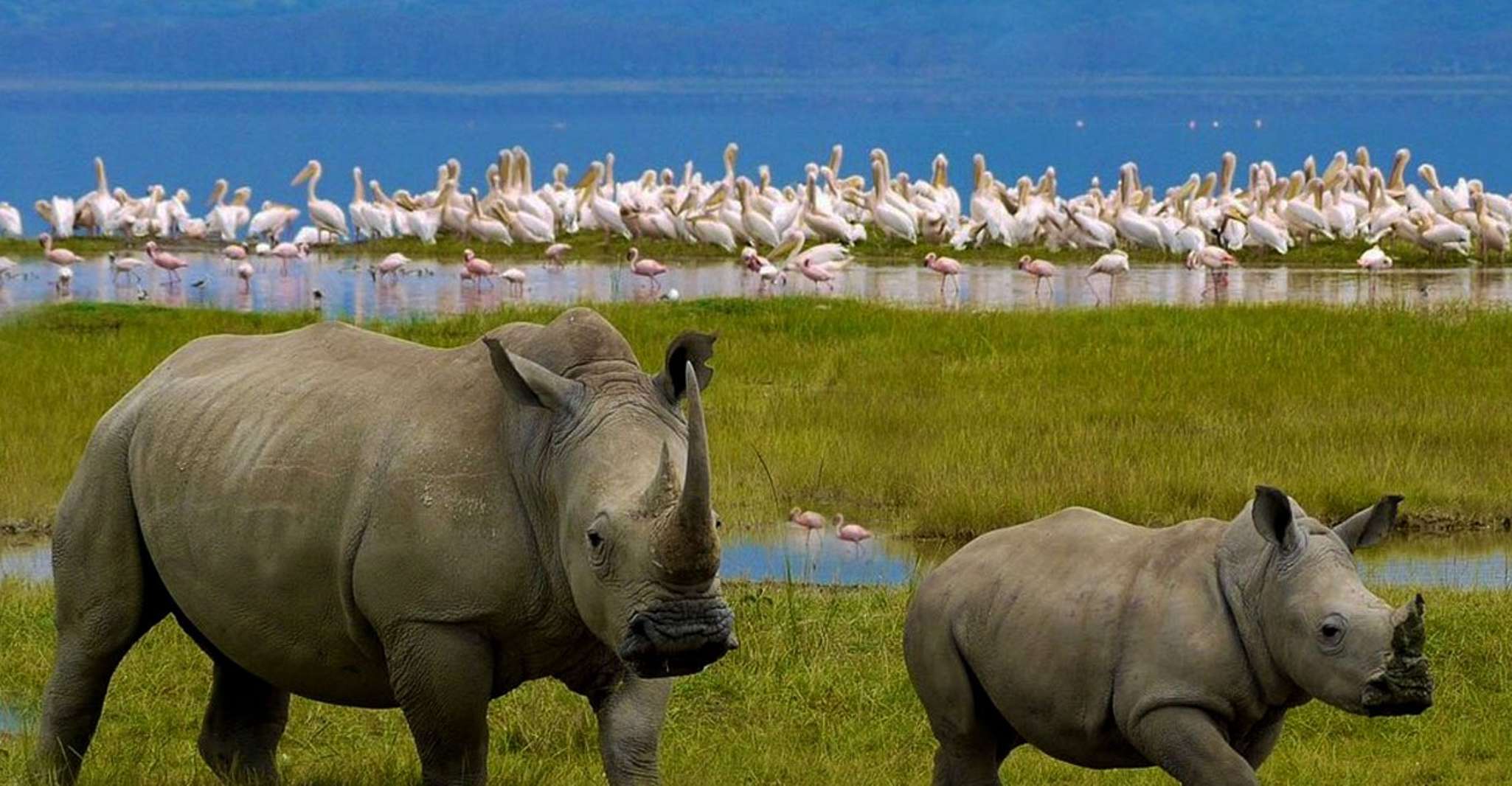 Day Tour to Lake Nakuru Park with optional boat ride - Housity