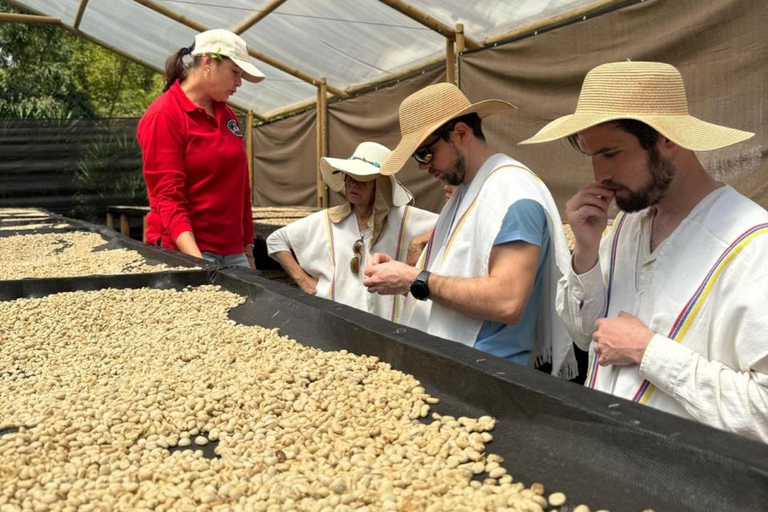 Medellín : Tournée des cafés dans les montagnes