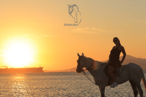 Sharm El Shiekh: Beach and Desert Horse Riding Tour