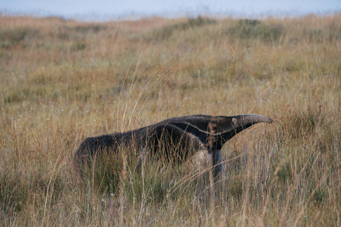 From São Paulo: 5-Day Serra da Canastra Wildlife Safari
