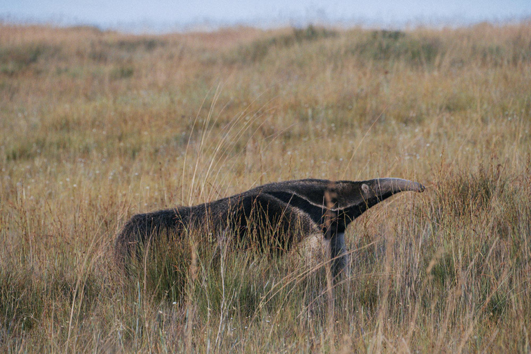 From São Paulo: 5-Day Serra da Canastra Wildlife Safari