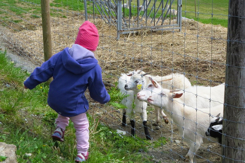 Måløy: Llama farm visit