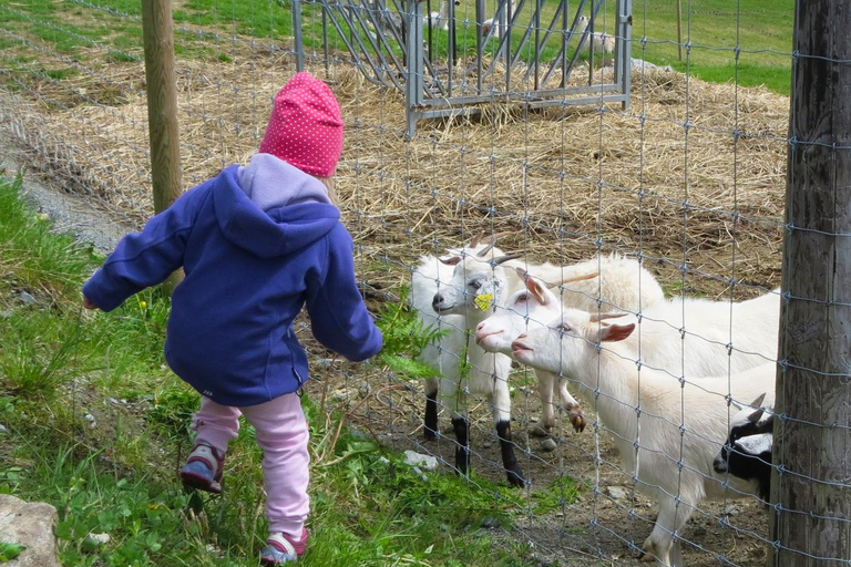Måløy: Llama farm visit