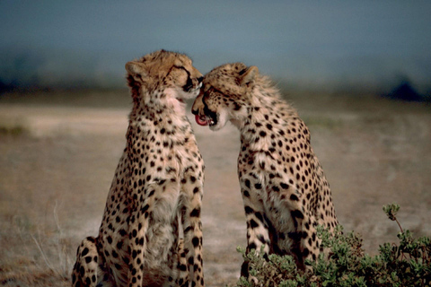 7-tägige Budget-Camping-Safari in Tansania7-tägige günstige Camping-Safari in Tansania