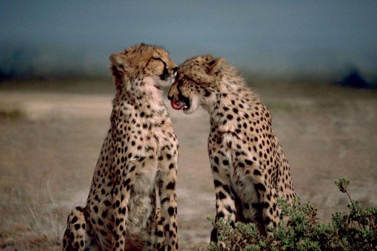 7-tägige Budget-Camping-Safari in Tansania7-tägige günstige Camping-Safari in Tansania