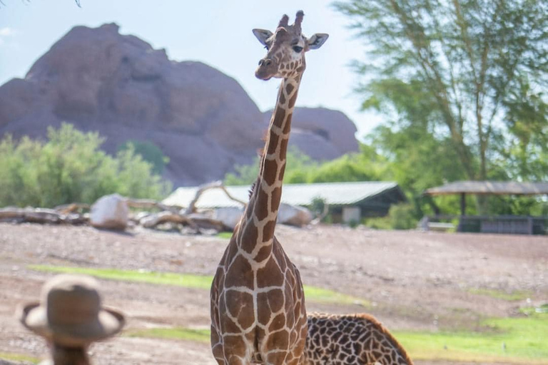 Phoenix Zoo Tour with Animal Encounters