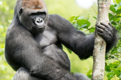 4 Days Uganda Gorilla Trekking Safari in Bwindi Forest N.P