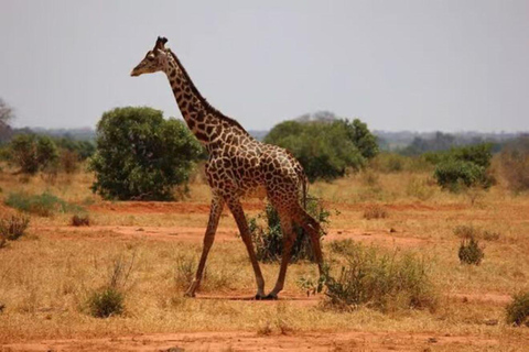 2 days 1 night saltlick safari from Diani/Mombasa.