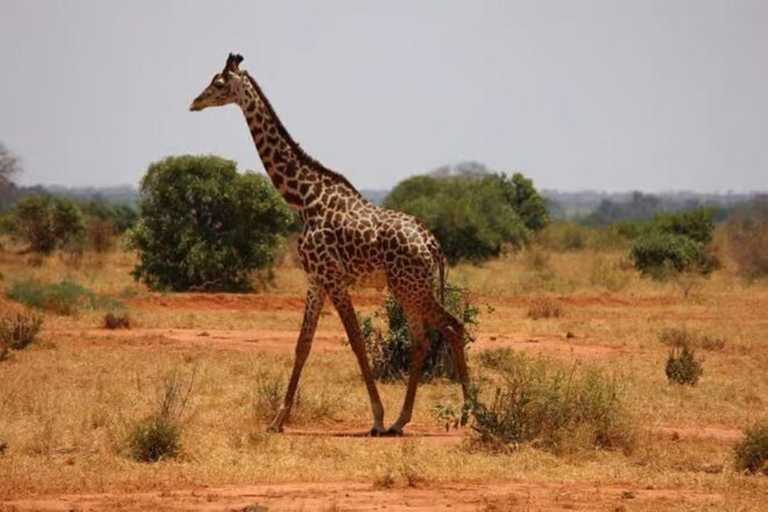 2 days 1 night saltlick safari from Diani/Mombasa.