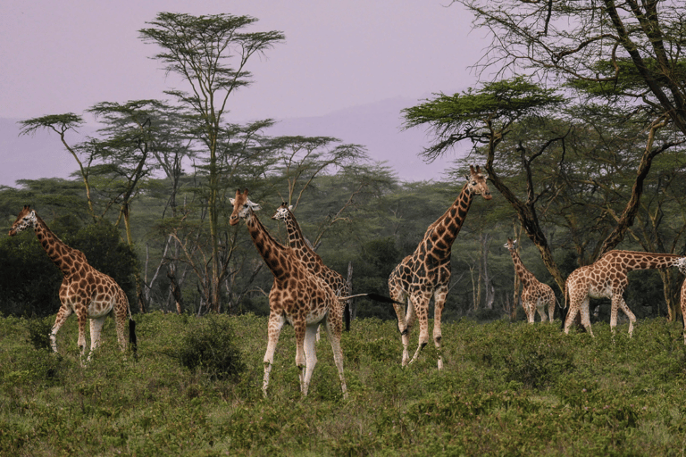 Safari im Nairobi-Nationalpark mit Abholung und RücktransportSafari, Sheldrick&#039;s &amp; Giraffe Center: Private Option
