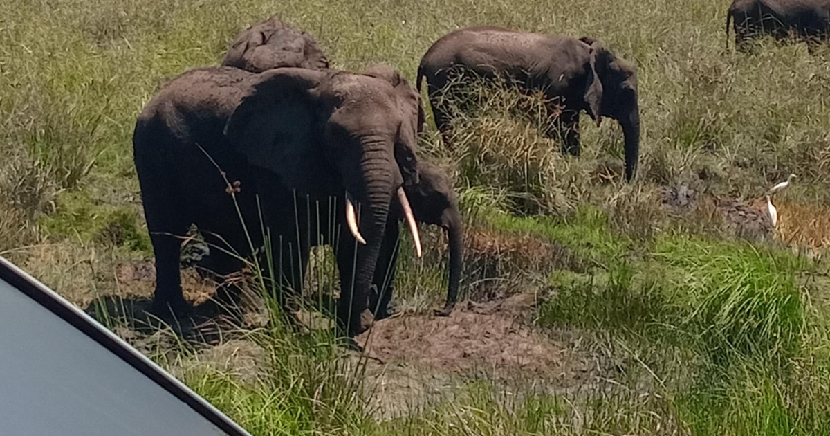 Maputo: Maputo National Park Safari and Beach Tour | GetYourGuide