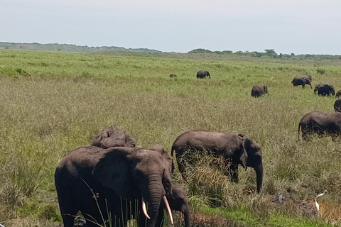 Maputo: Maputo National Park Safari and Beach Tour