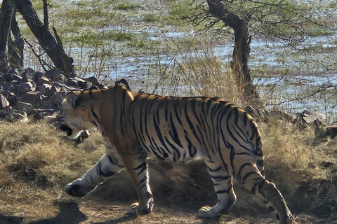 8-Day Golden Triangle Tour With Ranthambore & Jhalana Safari Tour With 3-Star Hotel Recommendation