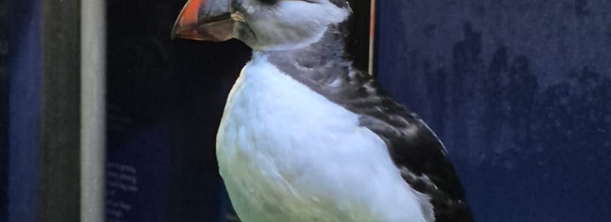 Sanctuaire des bélugas - Admissions