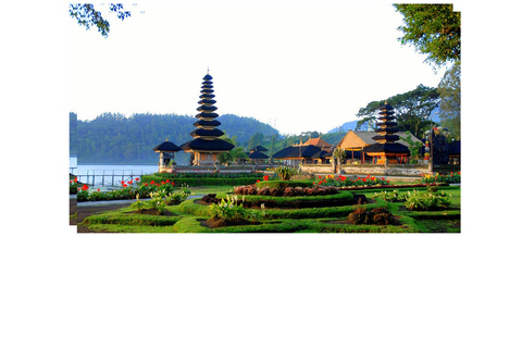 North Bali: Walking on the expanse of jati luwih rice fields