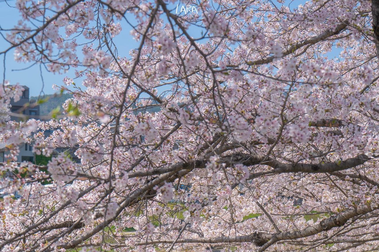 Kyoto Spring Cherry Blossom Day Tour Boat experience option