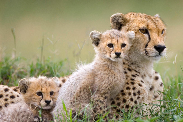 5-Day Tanzania Safari and Culture Tour