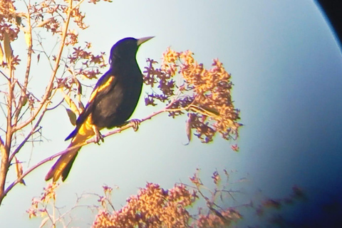 Huatulco: Observación de aves y búsqueda en Huatulco