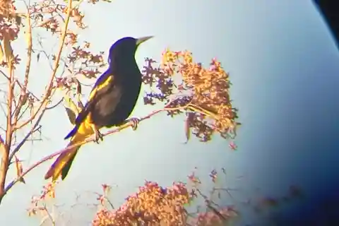 Huatulco: Birdwatching and searching in Huatulco