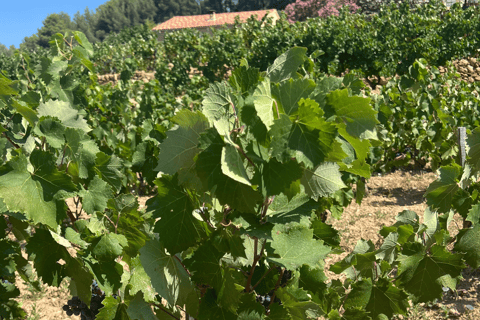 From medieval Evenos to Bandol wines : a taste of Provence Evenos - Bandol - La Ciotat - Cassis : PUBLIC