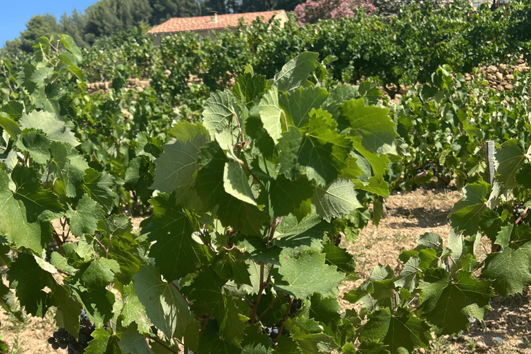 From medieval Evenos to Bandol wines : a taste of Provence Evenos - Bandol - La Ciotat - Cassis : PUBLIC