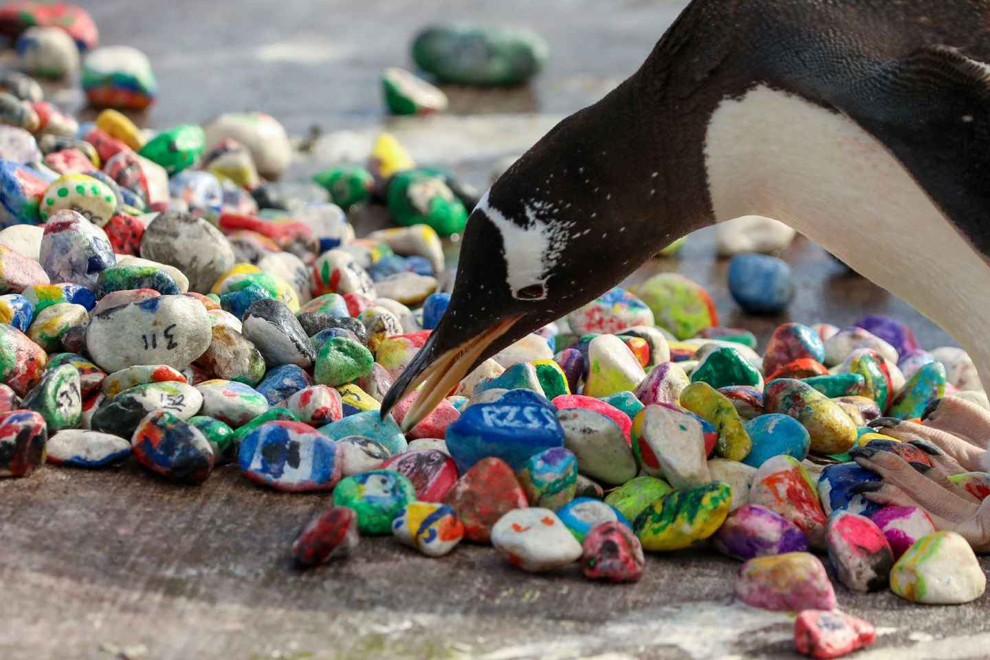 에든버러 동물원 입장권