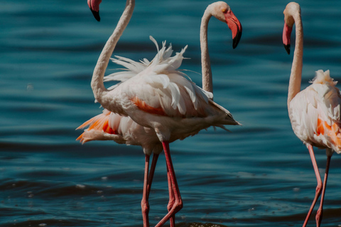 Arusha: Lake Manyara National Park Day Trip with Pickup