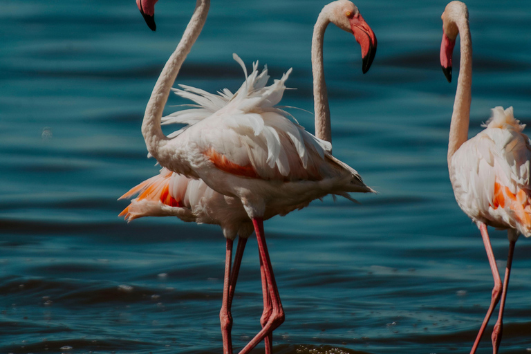 Arusha: Lake Manyara National Park Day Trip with Pickup