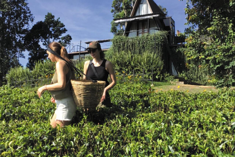 Kandy To Ella Private Transfer With Train Ride Hidden Stops