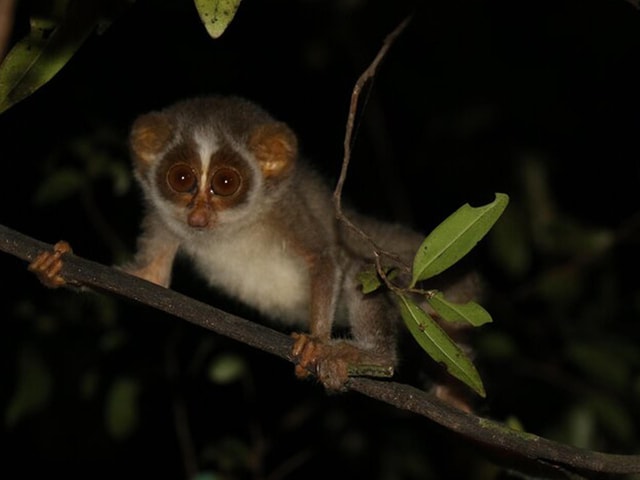 From Sigiriya: Sigiriya City Night Wildlife Safari Adventure