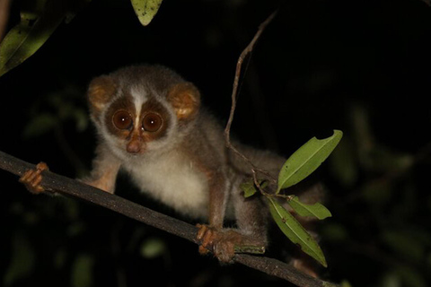 From Sigiriya: Sigiriya City Night Wildlife Safari Adventure