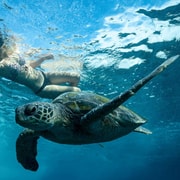 Byron Bay: Snorkeling Tour at Julian Rocks, Nguthungulli Byron Bay: Snorkeling Tour at Julian Rocks, Nguthungulli