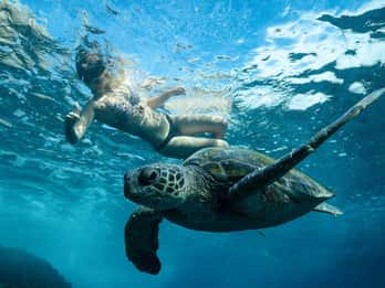 Byron Bay: Snorkeling Tour at Julian Rocks, Nguthungulli