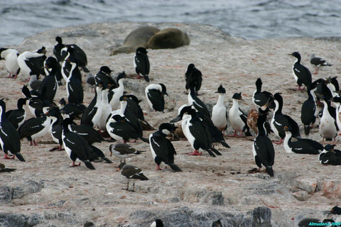 Ushuaia: Martillo Island Full-Day Tour – Walk Among Penguins