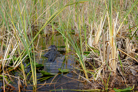 Everglades Airboat Tour from Miami w/ Park Entry & Transport Special Tuesday Everglades : Extra $35/Guests Due at Checkin
