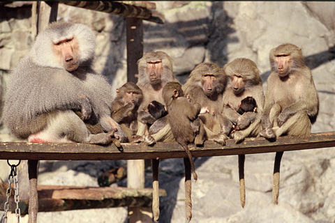 Estocolmo: Ticket de entrada al Acuario Skansen