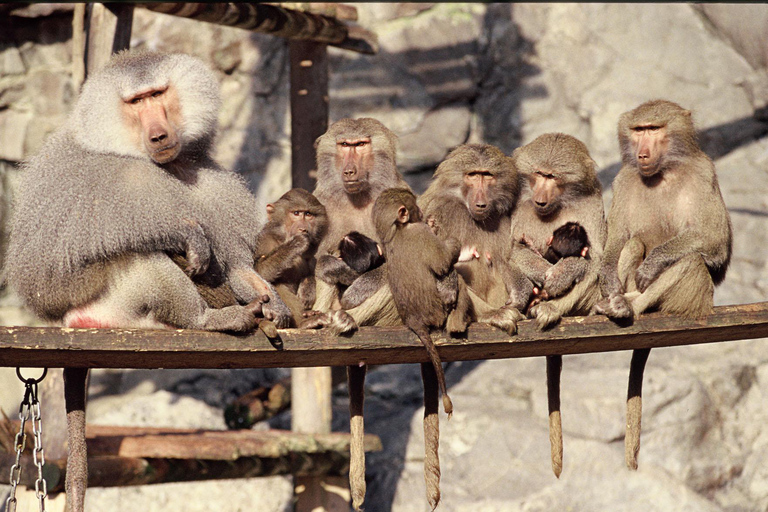 Estocolmo: Ticket de entrada al Acuario Skansen