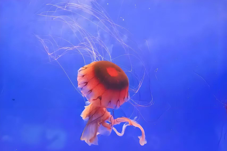 Shanghai: Shanghai Ocean Aquarium Tickets