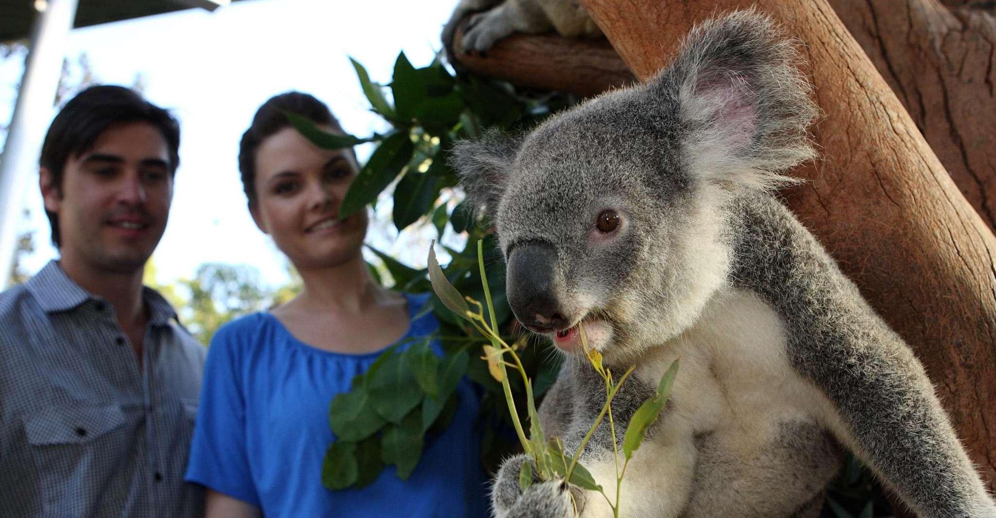 Sydney, Go City Explorer Pass - Risparmia su 2 a 7 Attrazioni - Hizvo