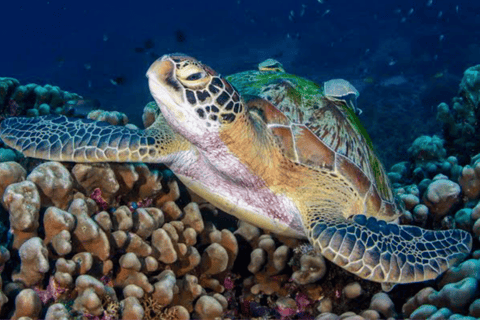 Lombok Dagsutflykt: Snorklingstur_Gili Trawangan, Meno, Air