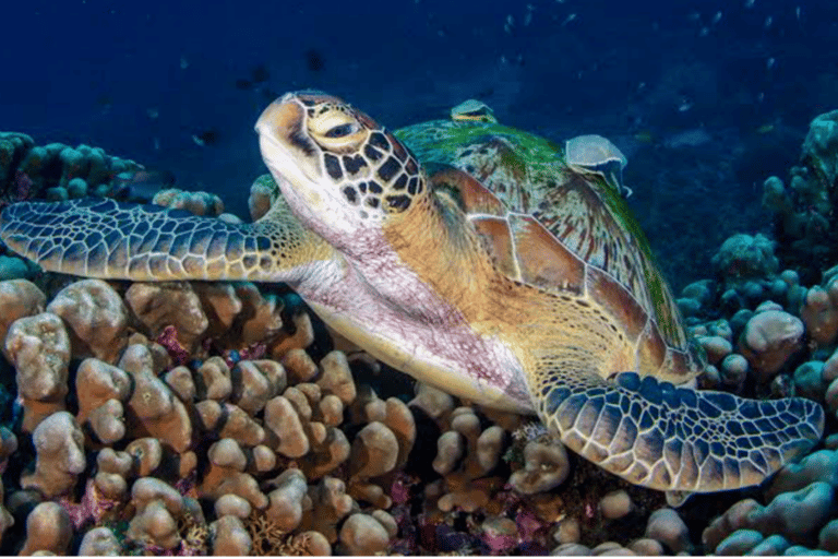 Lombok Dagsutflykt: Snorklingstur_Gili Trawangan, Meno, Air