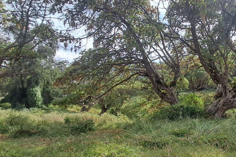 Addis Ababa: 6-Day Abijata Shalla NP & Bale Mountains Tour