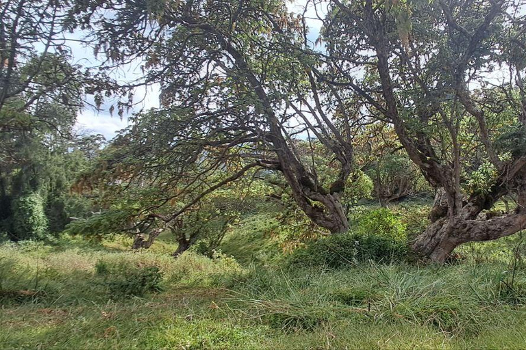 Addis Ababa: 6-Day Abijata Shalla NP & Bale Mountains Tour